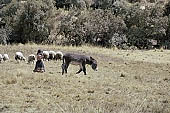 Agriculture in Peruvian puna